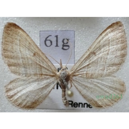 Phibalapteryx virgata (Hufnagel, 1767) Siepacz dziewiczak Czech61g